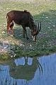 Zoo Schmiding 012